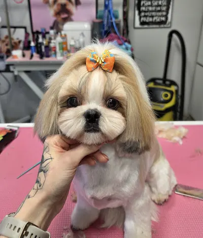 Manufaktura Kłaczka - Psi Fryzjer, Groomer, Salon dla Psów.